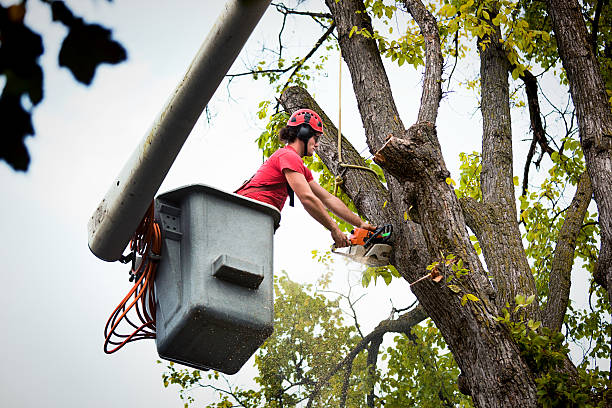 Best Arborist Consultation Services  in State Center, IA